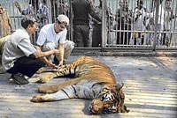 A veterinarian treats a tranquilised Royal Bengal tiger in a cage at a state zoological park in Guwahati on Saturday. AP
