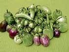 Diversity of brinjal. Photo by the author