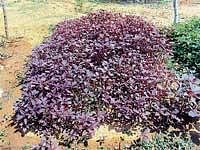 Leafy vegetables grown using organic farming method in Daradahalli school. DH Photo