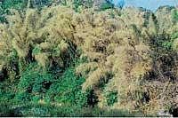 A view of blooming bamboos in the surroundings of Balehonnur. DH Photo