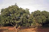 Mango trees yet to flower. DH Photo