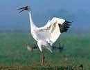 India may have lost Siberian Cranes for ever
