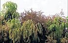 Mango flowers withering in Srinivaspur. DH Photo