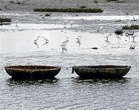 Lake Truths: Today Hebbal is a well managed, well protected lake of great asset to Northern Bangalore. file photo