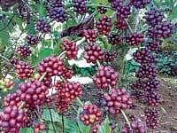 A view of Robusta coffee ready for plucking.  dh photo