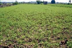 Jowar crop grown on the outskirts of Srinivaspur. DH Photo