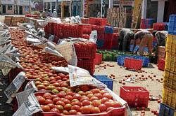Glut in the market coupled with decreased demand has  resulted in steep decline in the price of tomatoes. The produce brought for sale at APMC market yard in Kolar on Tuesday.  dh photo