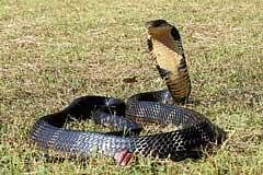 Abrupt end to king cobra research