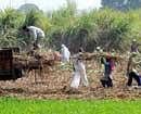 Uttar Pradesh sugar output up despite adversities