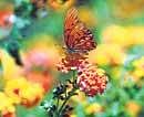 IMITATION: The butterflys colours match the hues of the flowers. Getty Images
