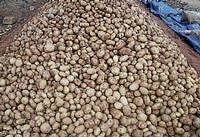 Potato growers in distress