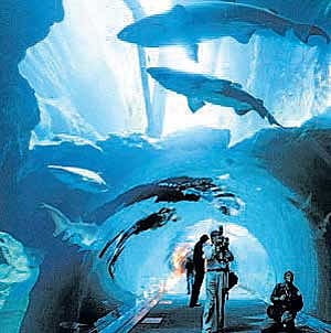 Dubai Mall shut after aquarium leak