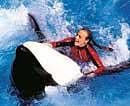 This undated photo shows veteran SeaWorld Orlando trainer Dawn Brancheau with a killer whale. Reuters