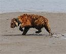 An Indian tigress wearing a radio collar sturggles to keep her balance, as an effect of tranquilizers still wearing off, in the mud by a river after being released by wildlife workers in Storekhali forest in the Sundarbans, some 130 km south of Kolkata, on February 24, 2010. AFP