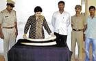 SP Sonia Narang takes a look at elephant tusks seized at Chikodi in Belgaum district on Sunday. dh photo