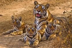 Four new tiger reserves in the offing