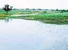 Many lakes have 'disappeared' in Bangalore: study