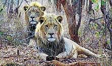 Lions at the SanWild sanctuary in Limpopo province, South Africa.