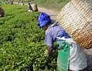 Cabinet nod to plantation workers bill