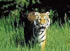 TIGER TRAIL At the turn of the last century, there were an estimated 45,000 tigers in Indias forests. Getty Images