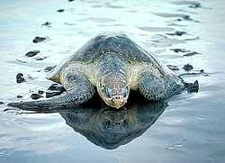 Olive Ridley turtles begin nesting in Orissa