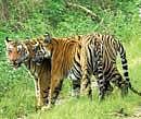 Tiger on verge of extinction: UN agency