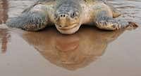 mirror image : An Olive Ridley turtle retreats to the water after laying eggs on Rushikulya beach, about 140 km south west of Bhubaneswar, on Wednesday. AFP