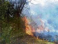 Forest fire didn't  harm animals: CM