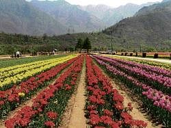 The Tulip Garden in Srinagar. Photo by author