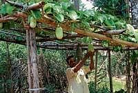 The creeper-brinjal at Koppaharandur Krishi Kshetra.