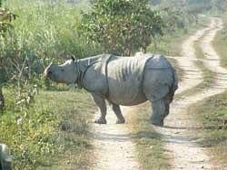 Assam plans to create Kaziranga-Manas tourist circuit