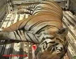 Tiger deaths continue unabated