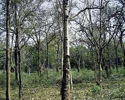 counting days : The bende trees that would be cut for making the car for the deity. dh photo