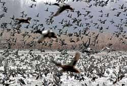 With spring, migratory birds fly out of Kashmir