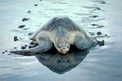 Sea erosion eats into Olive Ridley Turtles' space