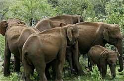 'Assam Haathi Project'conflict laurels