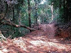 The new road laid by uprooting trees in the reserve forest. dh photos
