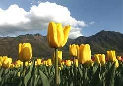 The tulip garden in Jammu and Kashmir's summer capital Srinagar which opened for visitors on Thursday. IANS