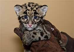 Clouded leopards to be rehabilitated and raised in wild