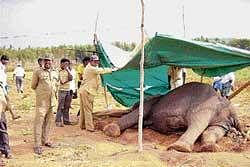 Forest department officials treating the elephant at Alattur village in Gundlupet. dh photo