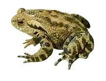 Toad is a telltale for impending quakes: scientists