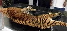 The body of the tigress, Vijaya. dh photo
