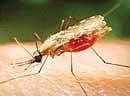 Rise in malaria, typhoid cases in the State