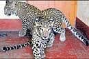 The two leopards handed over to Vishalakshidevi, sister of Srikantadatta Narasimharaja Wadiyar. DH photo