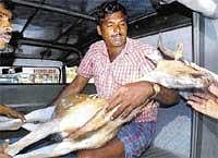The deer being taken to a veterinary treatment unit on the outskirts of Mysore city. DH Photo