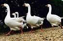 character traits The only predictor of goose leadership was boldness  and a willingness to approach a new item like a scrap of carpet. Getty Images