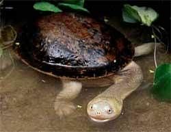 Endangered Turtle