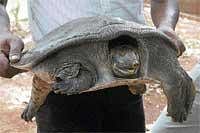 Turtle rescued in Shimoga.