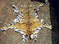 Tiger Pelt Seized Forest officials seized a tiger pelt from poachers at Masinagudi near Bandipur on Friday. DH Photo