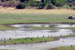 Egrets and cormorants  have come out of the drying tank in Toopalli village in Srinivsapur taluk. DH Photo
